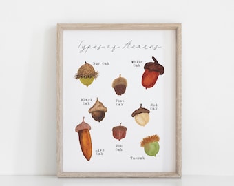 Types of Acorns Printable Wall Art - Acorn Identification Art Print - Homeschooling Decor - Home Learning Printables