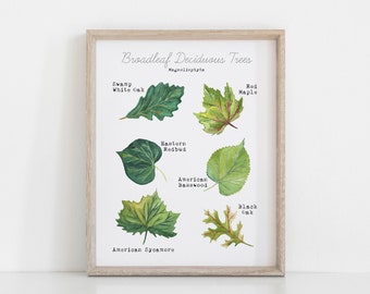 Printable Leaf Art Print - Home Learning Wall Decor - Deciduous Leaves Watercolor Art - Science Educational Wall Art - Tree Leaf ID Guide