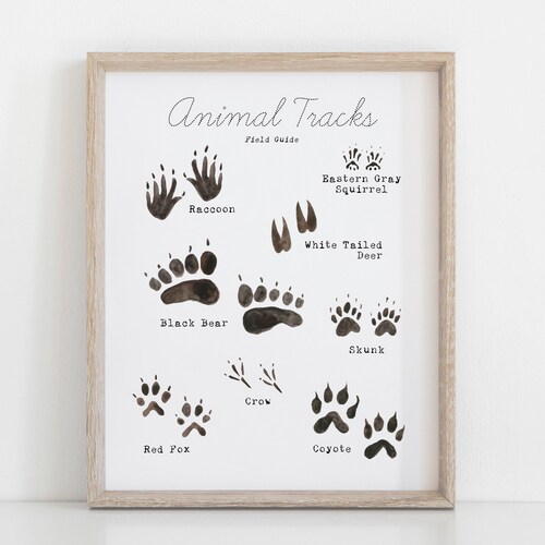 Woodland Animal Tracks Printable Wall Art Forest Animal Wall - Etsy