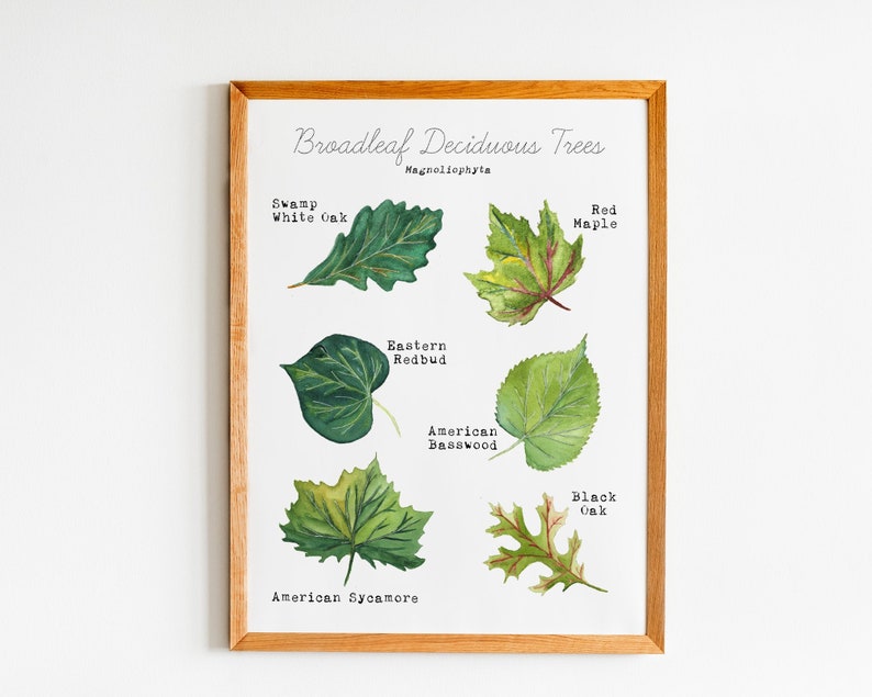 Printable Leaf Art Print - Home Learning Wall Decor - Deciduous Leaves Watercolor Art - Science Educational Wall Art - Tree Leaf ID Guide image 2