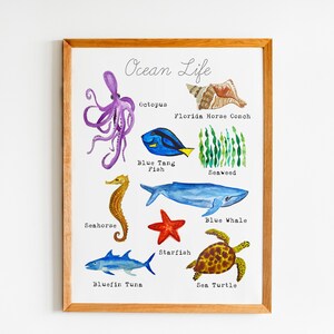 May include: An educational chart featuring watercolor illustrations of various ocean life, including an octopus, blue tang fish, seahorse, blue whale, starfish, sea turtle, and Florida horse conch. The chart is titled "Ocean Life" and includes the name of each animal.