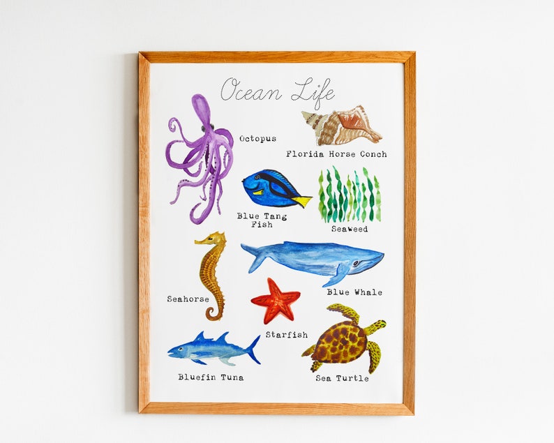 May include: An educational chart featuring watercolor illustrations of various ocean life, including an octopus, blue tang fish, seahorse, blue whale, starfish, sea turtle, and Florida horse conch. The chart is titled "Ocean Life" and includes the name of each animal.