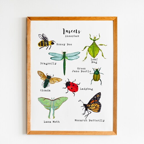 Printable Bug Wall Art Insect Field Guide Print Homeschool - Etsy
