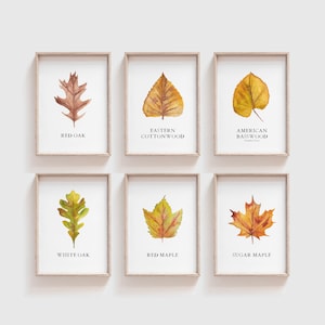 Tipos de hojas para decorar la pared de una galería: arte de pared para el aprendizaje en casa, decoración de salas de juegos educativas, hojas de otoño para el aula de educación en casa