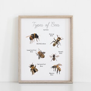 May include: A printable chart with illustrations of different types of bees, including the honey bee, bumblebee, leafcutter bee, carpenter bee, mason bee, and sweat bee. The chart is titled "Types of Bees" and includes the scientific classification "Apoidea".