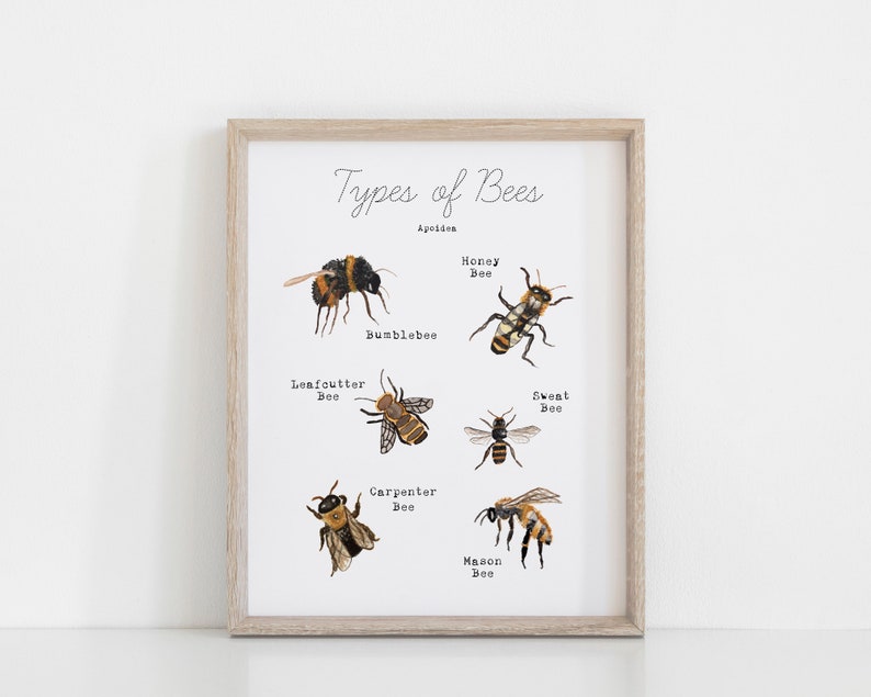 May include: A printable chart with illustrations of different types of bees, including the honey bee, bumblebee, leafcutter bee, carpenter bee, mason bee, and sweat bee. The chart is titled "Types of Bees" and includes the scientific classification "Apoidea".