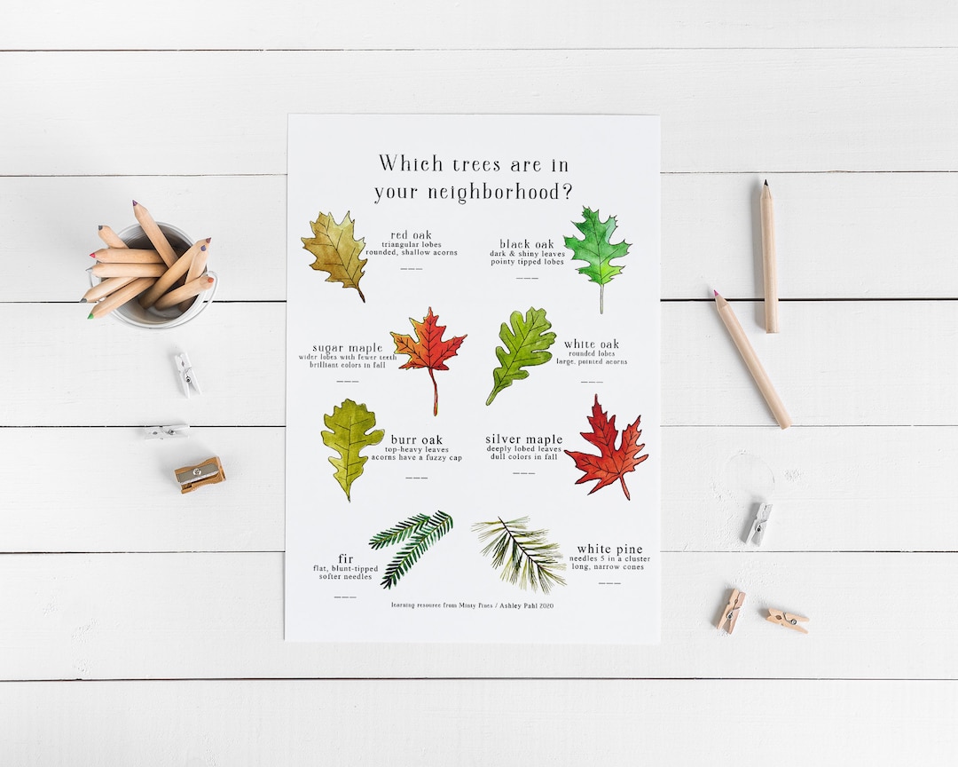 Printable Leaf Scavenger Hunt Worksheets - Home Schooling Science ...