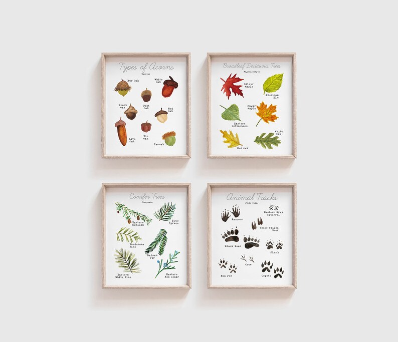 May include: Four illustrated educational posters with a nature theme. The posters are framed in light wood and have white backgrounds. The first poster is titled "Types of Acorns" and shows different types of acorns with their names. The second poster is titled "Broadleaf Deciduous Trees" and shows different types of leaves with their names. The third poster is titled "Conifer Trees" and shows different types of conifer needles and cones with their names. The fourth poster is titled "Animal Tracks" and shows different types of animal tracks with their names.
