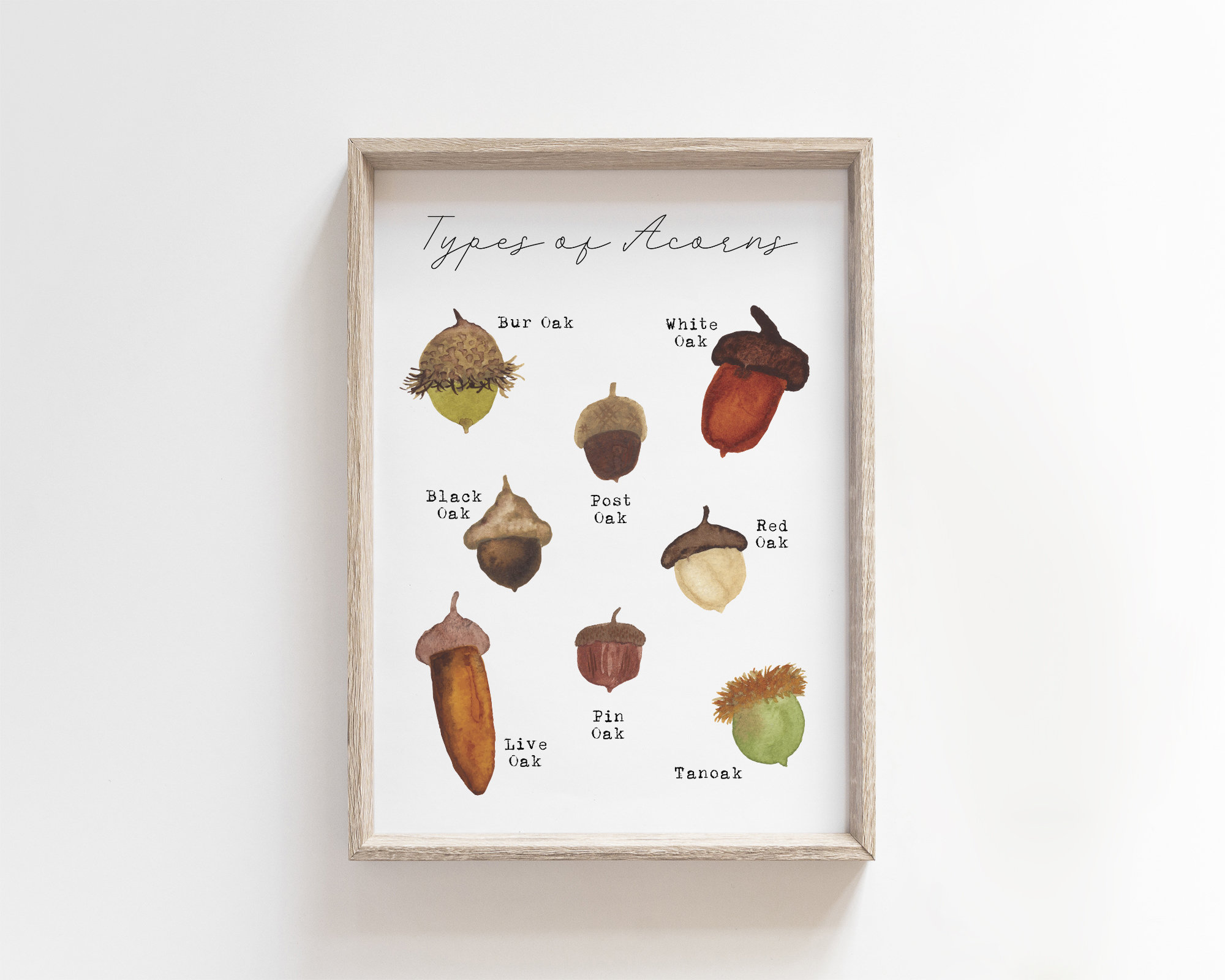 Types of Acorns Printable Wall Art - Acorn Identification Art Print ...