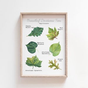 Printable Leaf Art Print - Home Learning Wall Decor - Deciduous Leaves Watercolor Art - Science Educational Wall Art - Tree Leaf ID Guide image 3