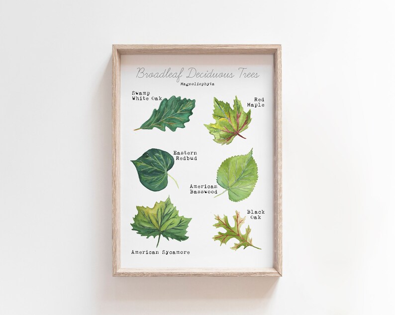 Printable Leaf Art Print - Home Learning Wall Decor - Deciduous Leaves Watercolor Art - Science Educational Wall Art - Tree Leaf ID Guide image 3