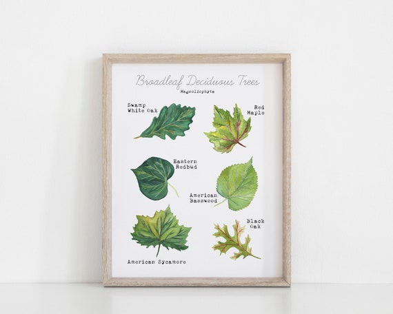 Printable Leaf Art Print - Home Learning Wall Decor - Deciduous Leaves Watercolor Art - Science Educational Wall Art - Tree Leaf ID Guide