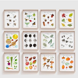 Peut inclure: Ensemble de 12 illustrations à l'aquarelle représentant divers éléments naturels, notamment des types d'abeilles, des insectes, des glands, des feuilles, le système solaire, les phases de la lune, des conifères, des traces d'animaux, des légumes, des fruits, des champignons et des citrouilles. Chaque illustration est encadrée dans un cadre en bois clair et a un fond blanc.