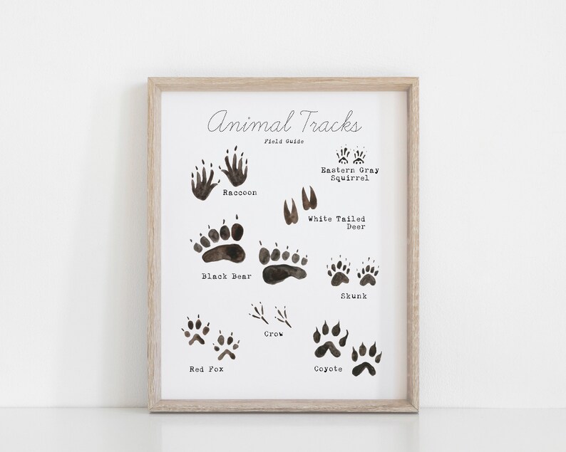 May include: A framed print with a black and white illustration of animal tracks. The print includes the names of the animals, such as raccoon, black bear, red fox, crow, eastern gray squirrel, white-tailed deer, skunk, and coyote.