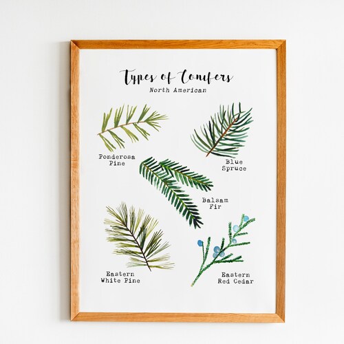 Printable Insect Wall Art Insect Field Guide Print - Etsy