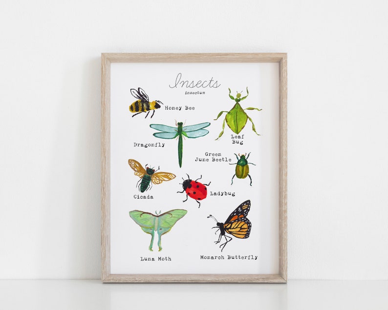 May include: A printable chart with illustrations of different insects, including a honey bee, dragonfly, leaf bug, green June beetle, ladybug, cicada, luna moth, and monarch butterfly. The chart is titled "Insects" and includes the scientific name "insectum".