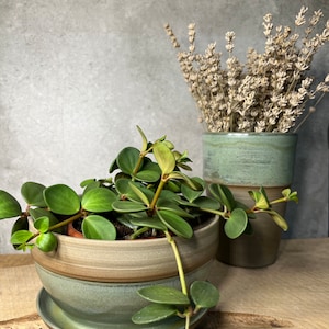 May include: A green ceramic planter with a brown rim and a matching saucer. A green plant with round leaves is growing in the planter. A dried lavender bouquet is in a green ceramic vase.
