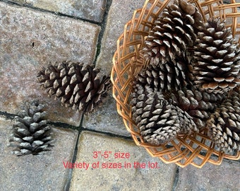 20 Real Pine Cones in bulk Supply For Crafts or Decor, Large Natural 3-5 inch Unscented White PineCones, Pet Bird Chew Toy, Wreath Supply