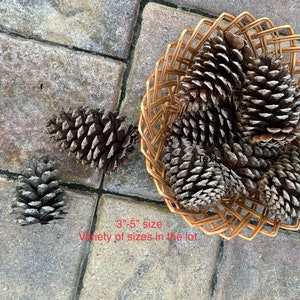 Pine Cone Tree/ Christmas Tree/ Mini Pine Cone Trees / Natural Trees / FREE  SHIPPING 