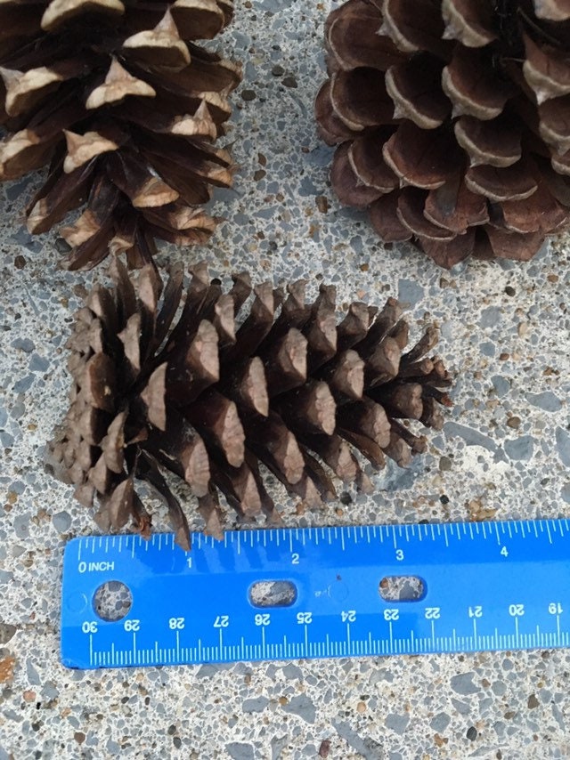 DomeStar 30PCS Natural Pine Cones Bulk Pinecones for Decorating Assortment  Ru