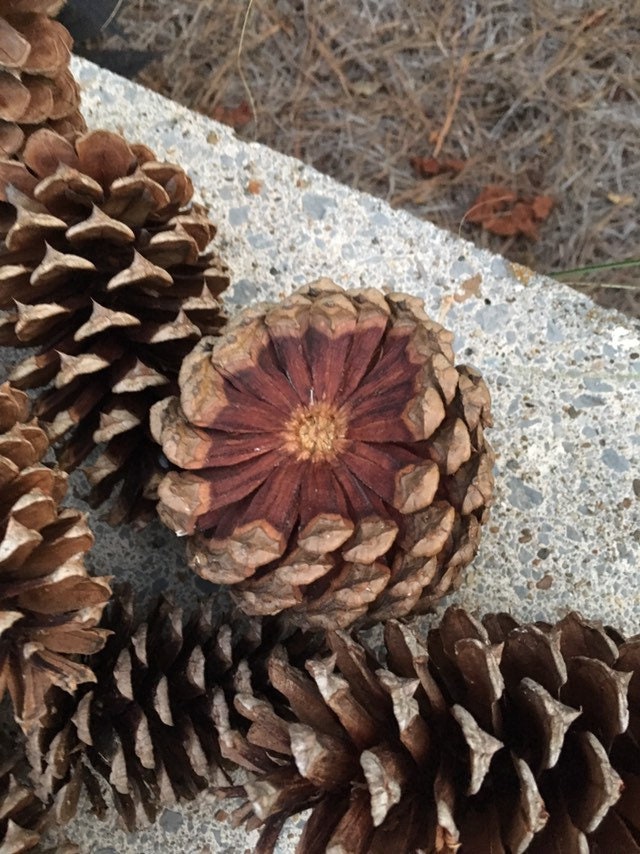 20 Real Pine Cones in Bulk Supply for Crafts or Decor Large Etsy