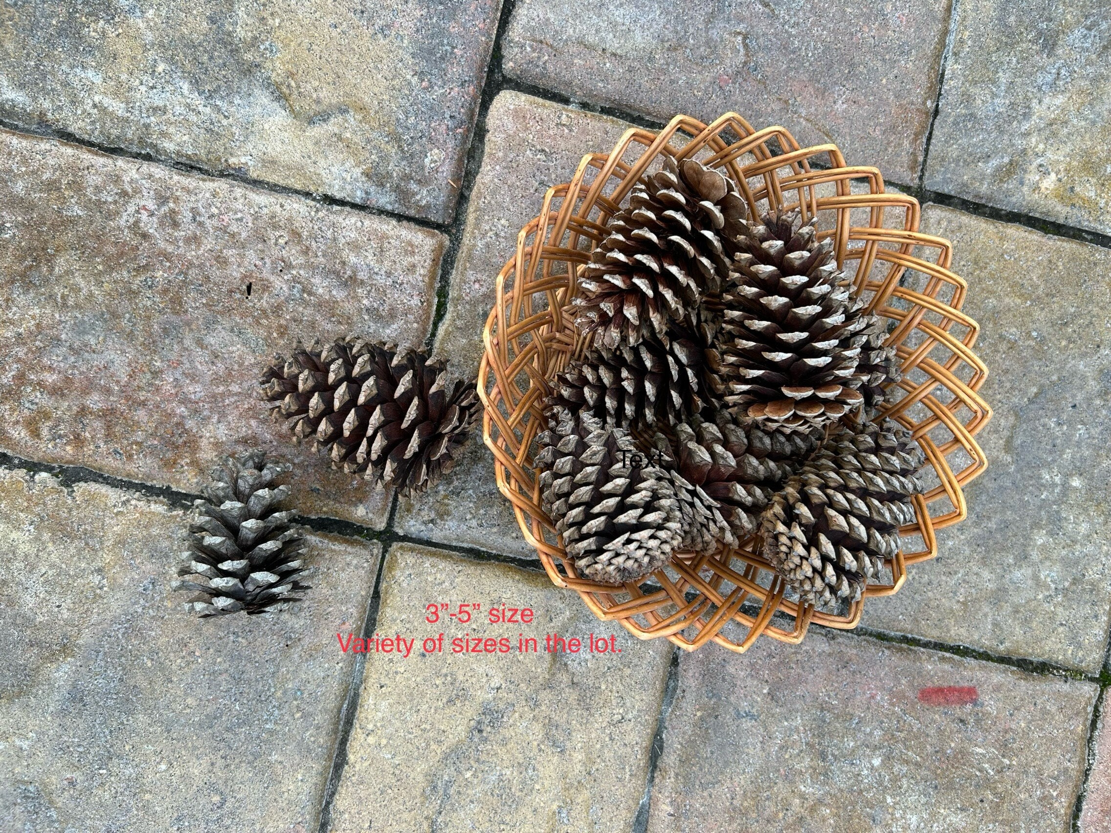 Strobus Natural Pine Cones (White Pine Cones) - Case of 300 Pine Cones by Dried Decor