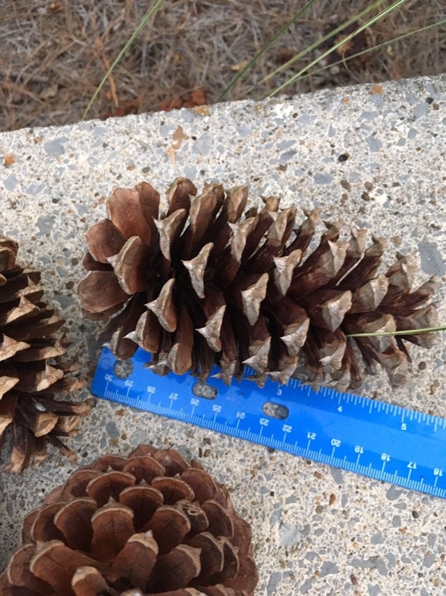 20 Real Pine Cones in Bulk Supply for Crafts or Decor Large Etsy