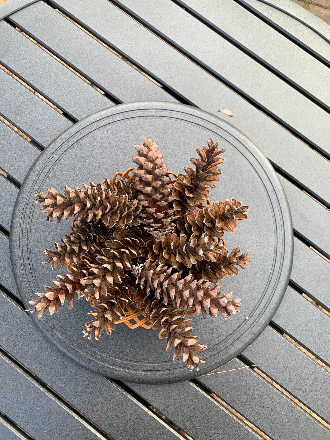 20 Real Pine Cones in Bulk Lots or for Decor Long Natural 47 Etsy