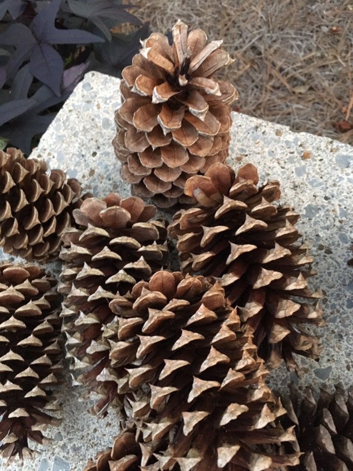 20 Real Pine Cones in Bulk Supply for Crafts or Decor Large Etsy