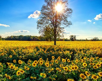 Summertime Sunflowers
