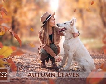 Autumn Leaves Overlays, 80 PNG Photoshop overlay, Transparent Background, Falling Leaves, Fall, Toning color, Autumn, Maple, Birch