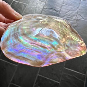 May include: A large, iridescent seashell with a pearlescent finish. The shell has a smooth, rounded surface with a subtle wave pattern. The colors of the shell are a mix of pink, purple, blue, and green.
