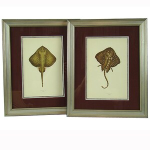 Antique handcolored engravings of stingrays, beautifully detailed, fabric matted and silver wood framed, Ichthyology