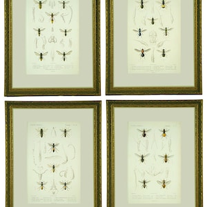 Puede incluir: Conjunto de cuatro estampas vintage enmarcadas que presentan ilustraciones detalladas de varios tipos de avispas y abejas. Las estampas son en blanco y negro con detalles pintados a mano en amarillo, naranja, marrón y azul.