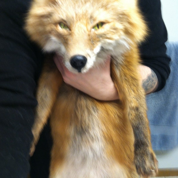 Reserved for Amy! Pale Kodiak Fox Softmount