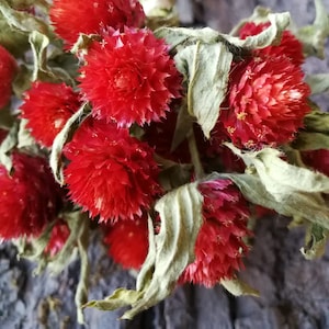 Gomphrena séché Bouquet Gomphrena Globe amarante Fleurs sauvages Gomphrena rouge Fleurs de mariage Remplissage de vase