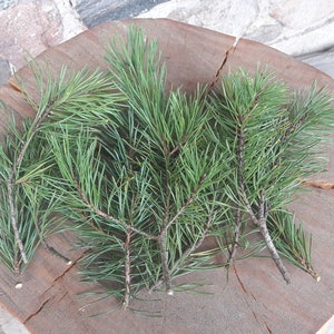 Puede incluir: Varias ramitas de agujas de pino verdes están dispuestas sobre una superficie de madera circular y rústica. La madera es de color marrón natural con vetas y grietas visibles. El fondo es una mezcla de piedras grises.