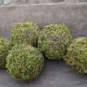 May include: Six green moss balls arranged in a wooden bowl. The moss balls are round and have a soft, fuzzy texture.