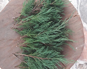 15 real green fresh cut juniper branches, real thuja branches, incense spiritual rituals, meditation herbs, cedar twigs, evergreen decor