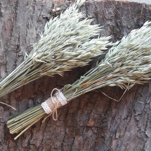 Natural dried oats bundle Oats bunch Avena oats Dried wheat bouquet Country wedding Rustic home decor Rustic wedding decor Dried grains