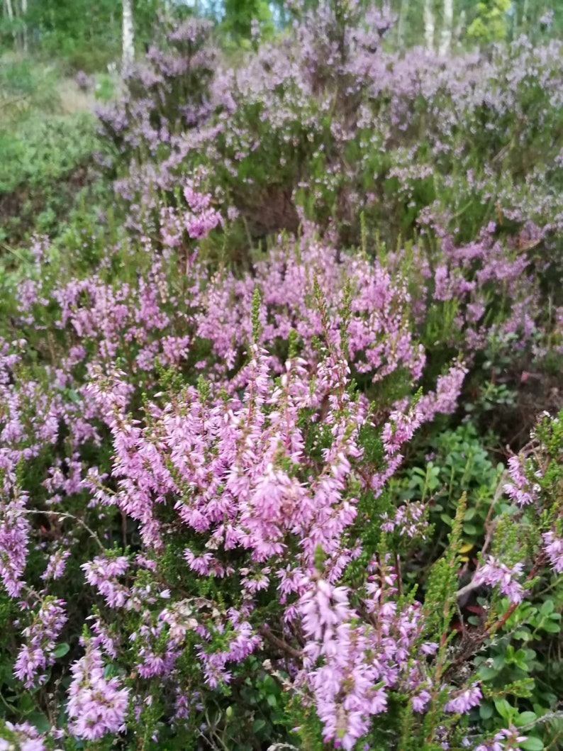 Dried heather bouquet small heather bouquet Dried flower bouquet Calluna vulgaris Natural dried flower Old Cottage bunch Rustic bouquet image 7