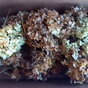 May include: Dried hydrangea flower heads in a cardboard box. The flowers display a range of colors, including beige, brown, and faded green. The image shows a close-up of the dried flowers, highlighting their delicate texture and natural beauty. Ideal for crafting or home decor.