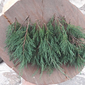 Puede incluir: Una colección de ramas de cedro perennes de color verde oscuro con follaje en forma de aguja y tallos marrones delgados, dispuestas en abanico sobre una rodaja de tronco de madera marrón claro con vetas y grietas naturales visibles.