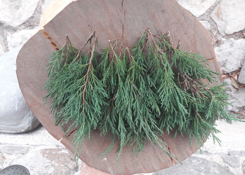 15 real green fresh cut juniper branches, real thuja branches, incense spiritual rituals, meditation herbs, cedar twigs, evergreen decor zdjęcie 3