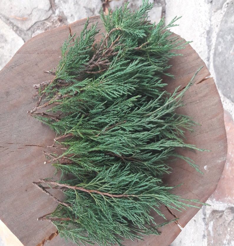 15 real green fresh cut juniper branches, real thuja branches, incense spiritual rituals, meditation herbs, cedar twigs, evergreen decor image 1