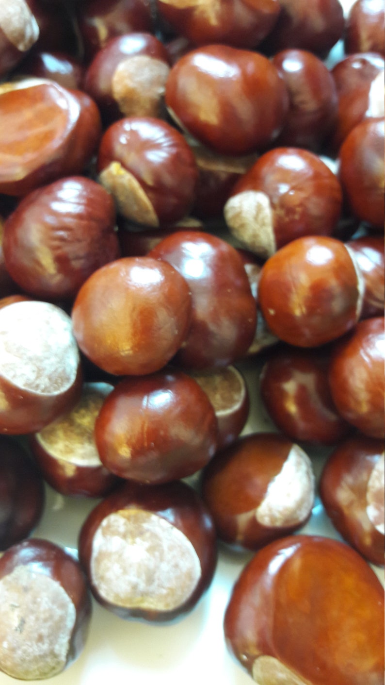Set of 60 Real Dried Chestnuts Horse Chestnuts Kids Craft Etsy