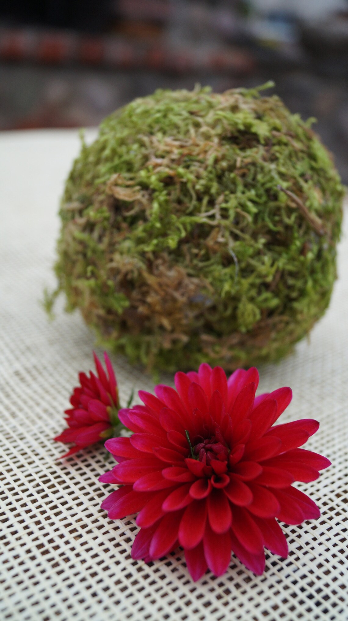 Green Preserved Moss Balls Six Moss Balls Set Woodland Wedding Etsy