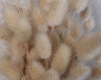 Natural bunny tail grass Dried grass bouquet Dried flower bunch Bunny tail bouquet Ornamental plants Flower arrangement Rustic bouquet