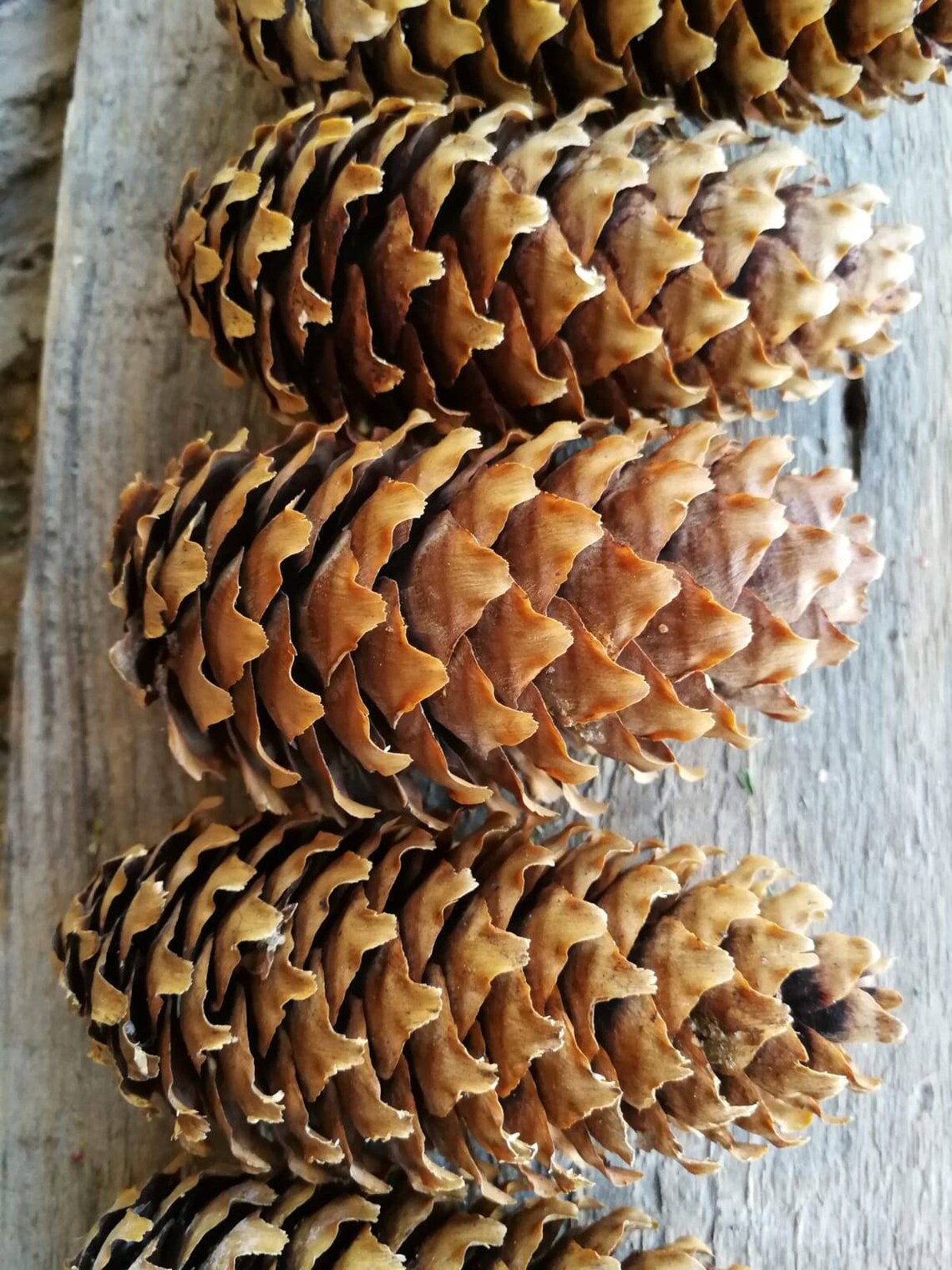 8 large pine cones Brown pine cones Winter decor Christmas Etsy