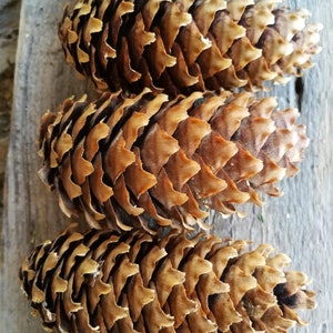 8 large pine cones Brown pine cones Winter decor Christmas tree decor Natural decor Christmas decor Scandinavian decor